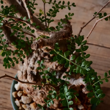 オペルクリカリア パキプス φ 8.5cm［No.37］  ×  森田昌求 作【 CLAW / BORDER 】 4号 植木鉢 笠間焼