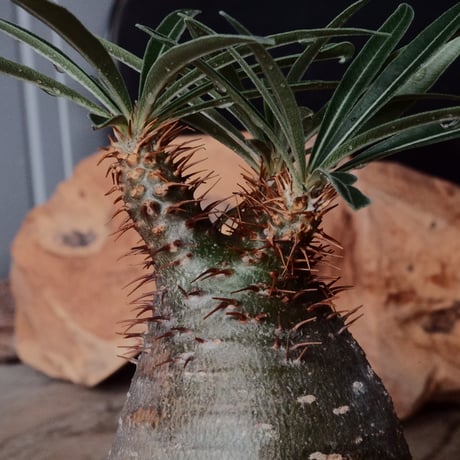 グラキリス φ6cm - 象牙宮 -［No.121］  × 磯部祐介 作「 匣 - kou - 」2号 植木鉢 笠間焼