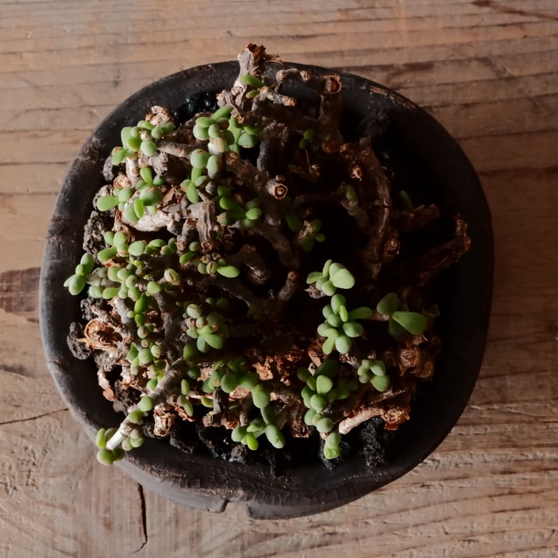 ケラリア ピグマエア 現地株 発根済 ［No.42］ × 沼野秀章 作「 black w