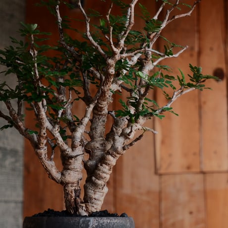 センナ メリディオナリス［No.29］  ×  磯部祐介 作「 鎧 - yoroi - 金剛 tall ver.」4号 植木鉢 笠間焼