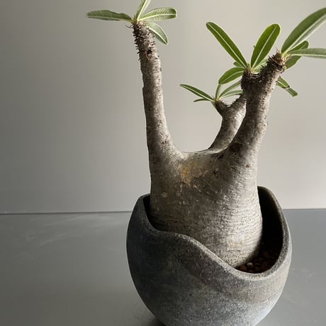兜型 Gracilius  ×  Shell pot S「Ibushi Gin」 - 笠間焼 - C91