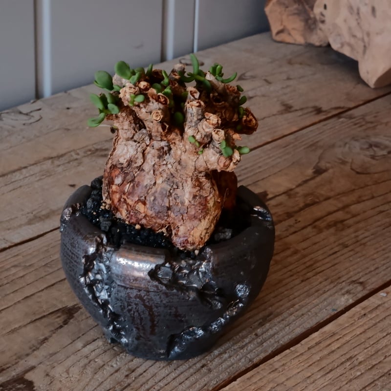 ケラリア ピグマエア［No.09］ × 松野然 【 ZEN 】3号 植木鉢 | Botan