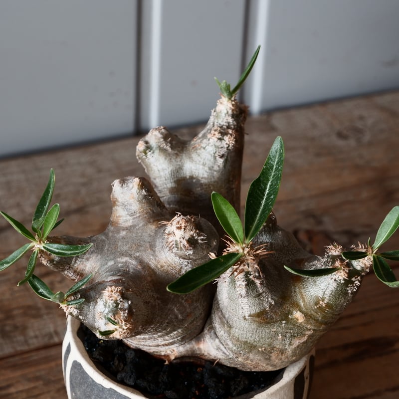 中株 パキポディウム ブレビカリックス 輸入株［No.20］ × 沼野