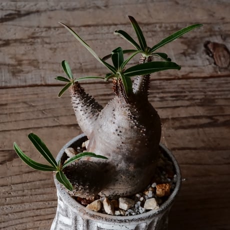 三頭 グラキリス φ8cm  - 象牙宮- ［No.33］  ×   根本峻吾 作 S.N POT type.slim「 月光ノ鐵」3号 植木鉢 笠間焼
