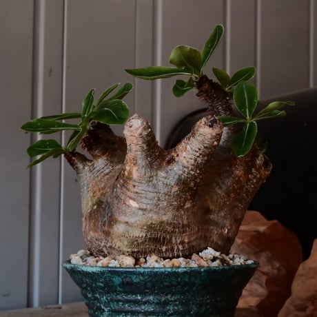 マカイエンセ φ11cm - 魔界玉 - ［No.20］  ×   森田昌求 作 「 CLAW /  BORDER  」 4号 植木鉢 笠間焼