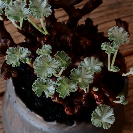 ペラルゴニウム ミラビレ［No.85］  ×   根本峻吾 作 S.N POT type.cylinder「 黑焰  -kokuen- 」 4号 植木鉢