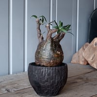 グラキリス φ8.5cm - 象牙宮 - ［No.37］  ×   沼野秀章 作「 black wrap 」3号 植木鉢 笠間焼