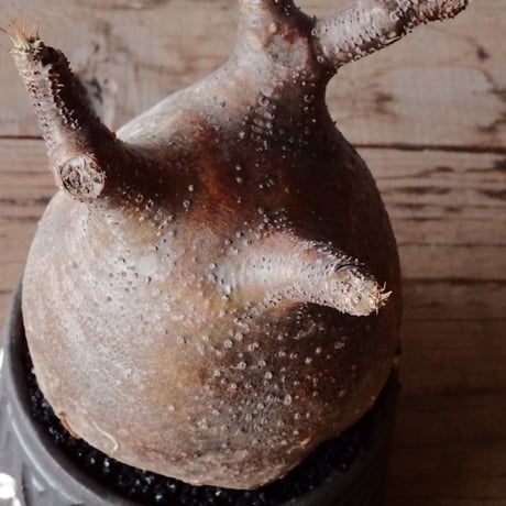 グラキリス φ10cm  - 象牙宮- ［No.80］  ×   根本峻吾 作 S.N POT type.cylinder「 迅雷」3.5号 植木鉢 笠間焼