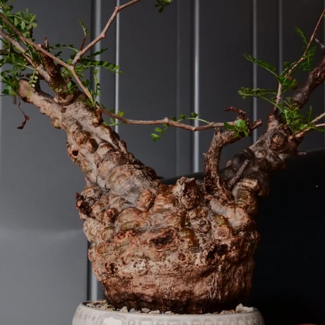 オペルクリカリア パキプス φ 11cm［No.28］  × 杉山悠 作 3号 植木鉢 笠間焼