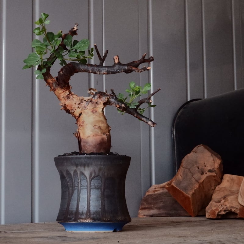 お*ん様 コミフォラ ピュア カタフ 超特大 スペシャル株 お*ん様 コミフォラ ピュア カタフ 超特大 スペシャル株 コミフォラ