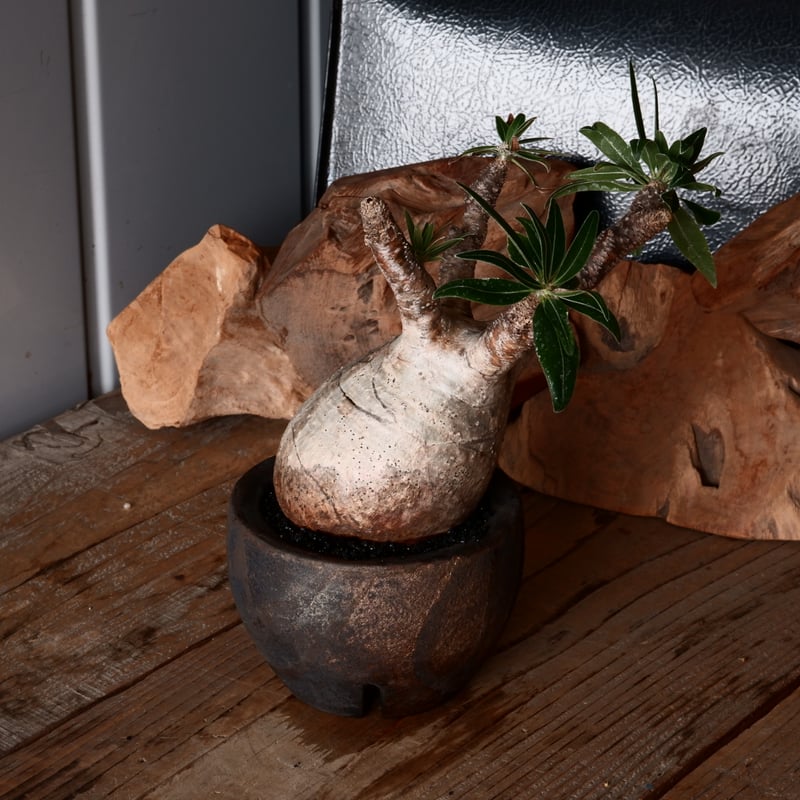 グラキリス φ8cm - 象牙宮 - ［No.30］ × 沼野秀章 作「 black w