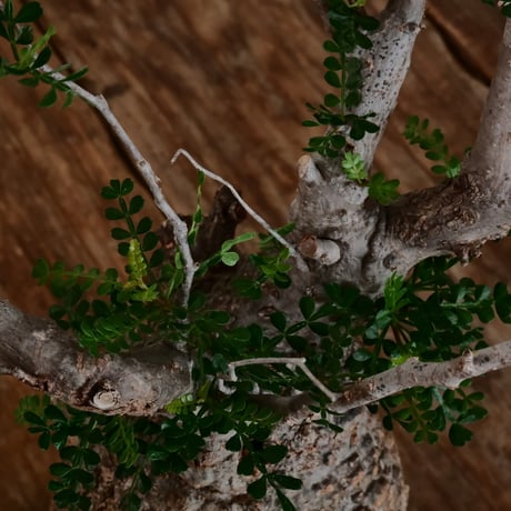 オペルクリカリア パキプス φ12cm［No.14］  ×   根本峻吾 作 S.N POT type.cylinder「 雷電 」limited color - Ocher - 4号 植木鉢