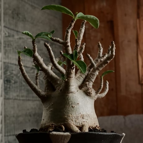 《美形》アデニウム アラビカム " ドワーフ " φ7.5cm［No.9］  ×   沼野秀章 作「 black wrap 」4号 植木鉢 笠間焼