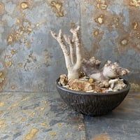 Madagascar Rock Garden - Yellow -［ No.3 ］