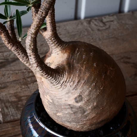 グラキリス φ9.5cm - 象牙宮-［No.47］× 坂本新 作 作品【 LUSTER BLACK 】3号 植木鉢 笠間焼