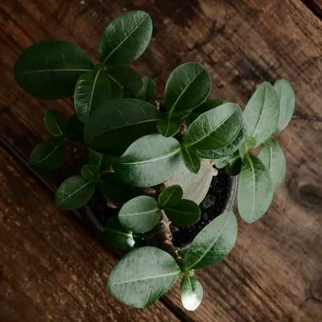《人型》アデニウム アラビカム " ドワーフ " φ6.5cm［No.6］  ×  根本峻吾 作 S.N POT type.normal「 鐡 - kurogane - 」 3号  笠間焼