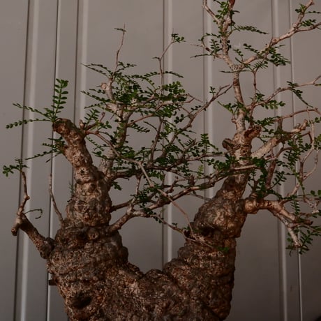 大株 オペルクリカリア パキプス φ 14cm［No.45］  ×   根本峻吾 作 S.N POT  type.slim-low「 月光ノ鐵 」 6号 植木鉢