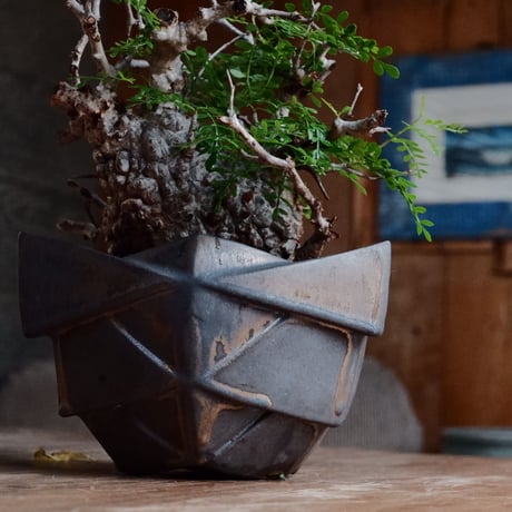 オペルクリカリア パキプス φ11cm［No.26］  ×  根本峻吾 作 S.N POT special「 黒騎士 - kurokishi - 」5号 植木鉢 笠間焼