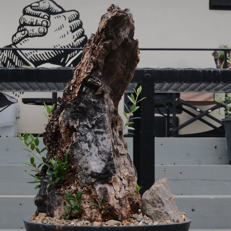 Old Olive 古木オリーブ［No.03］× 10号浅鉢(φ30cm) | Botanic