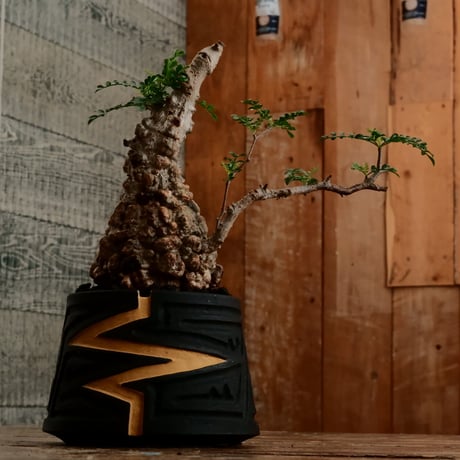 オペルクリカリア パキプス φ9.5cm［No.15］  ×   根本峻吾 作 S.N POT type.cylinder「 雷電 」limited color - Ocher - 4号 植木鉢