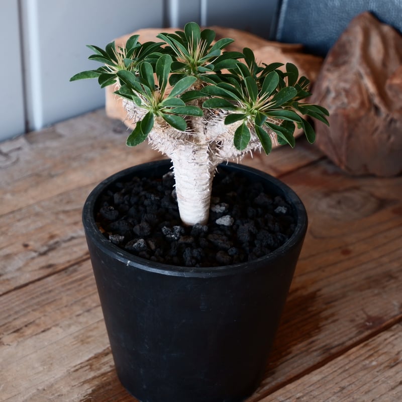 Ramat Planter #290　ユーフォルビア ギラウミニアナ Ramat Planter #290 ユーフォルビア ギラウミニアナ - メルカリ