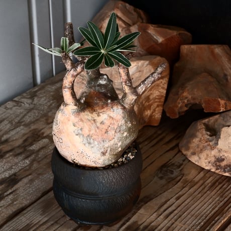 グラキリス φ9cm - 象牙宮 -［No.53］  × 磯部祐介 作「 匣 - kou - 」3号 植木鉢 笠間焼