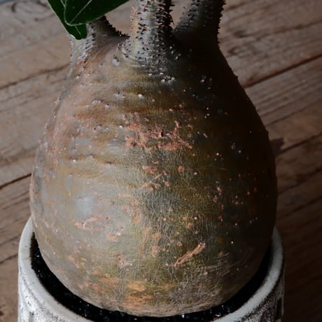グラキリス φ10cm  - 象牙宮- ［No.35］  ×   根本峻吾 作 S.N POT type.cylinder「 月光ノ鐵」3.5号 植木鉢 笠間焼