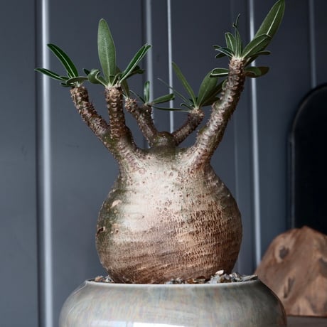 グラキリス φ9cm - 象牙宮-［No.48］× 坂本新 作 作品【 LUSTER GREY 】3号 植木鉢 笠間焼