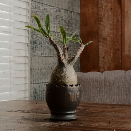 グラキリス φ8cm - 象牙宮 - ［No.62］  ×   根本峻吾 作 S.N POT type.round「 黒焔 - kokuen - 」3号 植木鉢 笠間焼