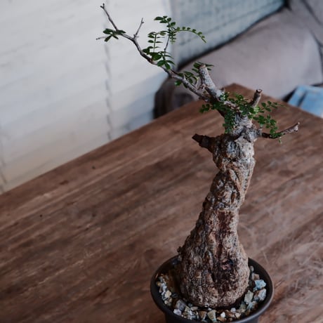 発根済 オペルクルカリア パキプス［No.53］  ×  松野然 作「ZEN」4号 植木鉢