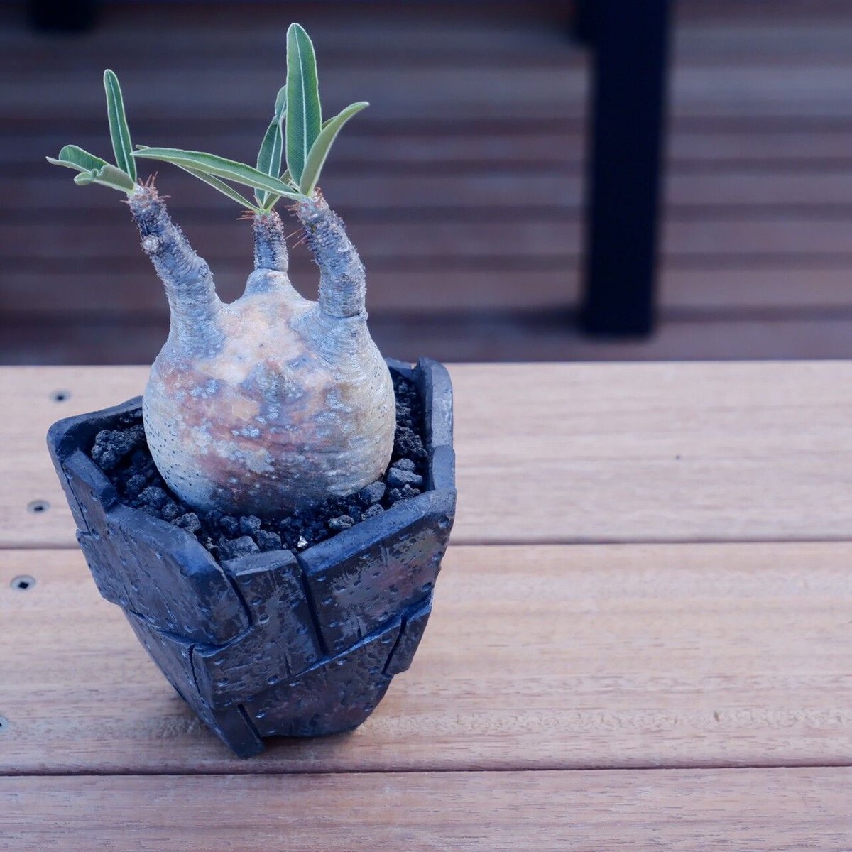 CURVE 01 10号 作家鉢 サイズ塗装オーダー受付中 パキプス グラキリス