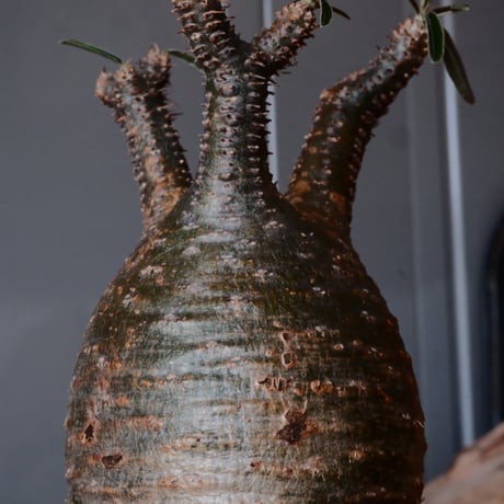グラキリス φ8cm - 象牙宮 -［No.51］  ×    與那嶺大輔 作 「琉球飛び鉋」3号 植木鉢