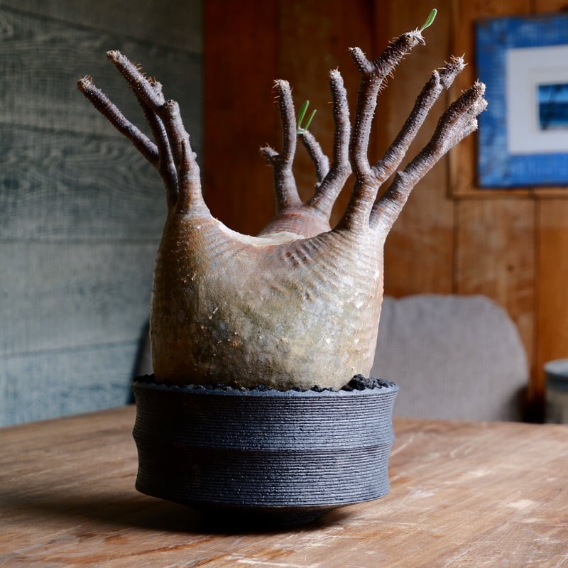 大株 赤肌 グラキリス - 象牙宮 - size XL［No.38］ × 沖誠 作品