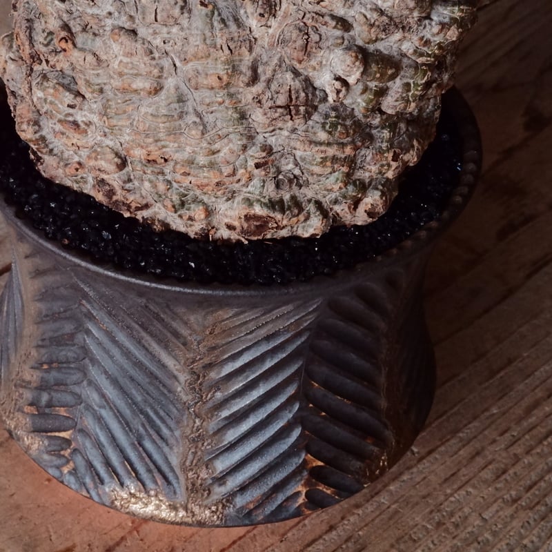 オペルクリカリア パキプス φ 12cm［No.26］ × 杉山悠 作 φ12cm 植木鉢