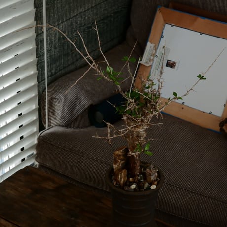 コミフォラ シンプリキフォリア M［No.51］  ×   磯部祐介 作「 瓦 - kawara - " 金剛 tall ver. " 」4号 植木鉢 笠間焼