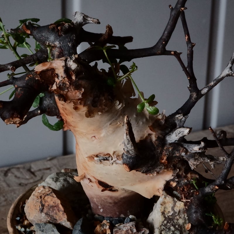 カタフ　ピュア　ソマリア産　No9 kataf 発根済 カタフピュアソマリア産No9 kataf 発根済