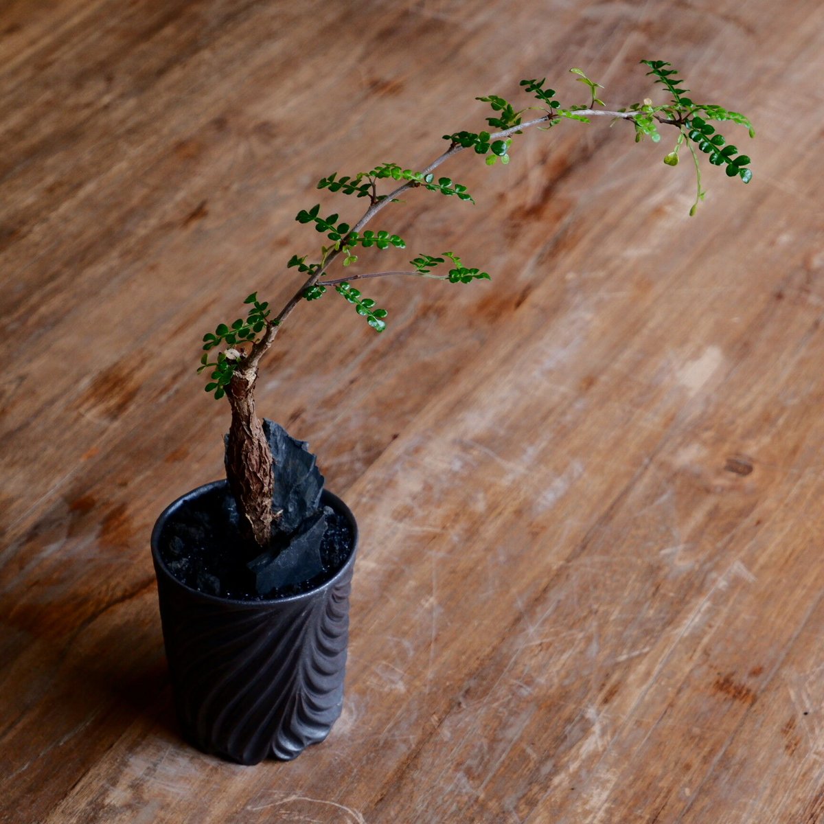 オペルクリカリアデカリー根挿し⑧良型です。(剪定済み) - 植物/観葉植物