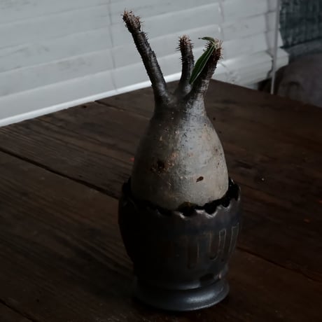 グラキリス φ7.5cm - 象牙宮 - ［No.59］  ×   根本峻吾 作 S.N POT type.round「 黒焔 - kokuen - 」3号 植木鉢 笠間焼