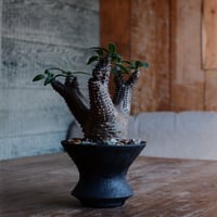 マカイエンセ M - 魔界玉 -［No.175］  ×   沼野秀章 作「 black wrap 」4号 植木鉢 笠間焼