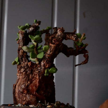 ケラリア ピグマエア［No.74］  × 磯部祐介 作品【 円 - 金剛 - 】2.5号 植木鉢 笠間焼