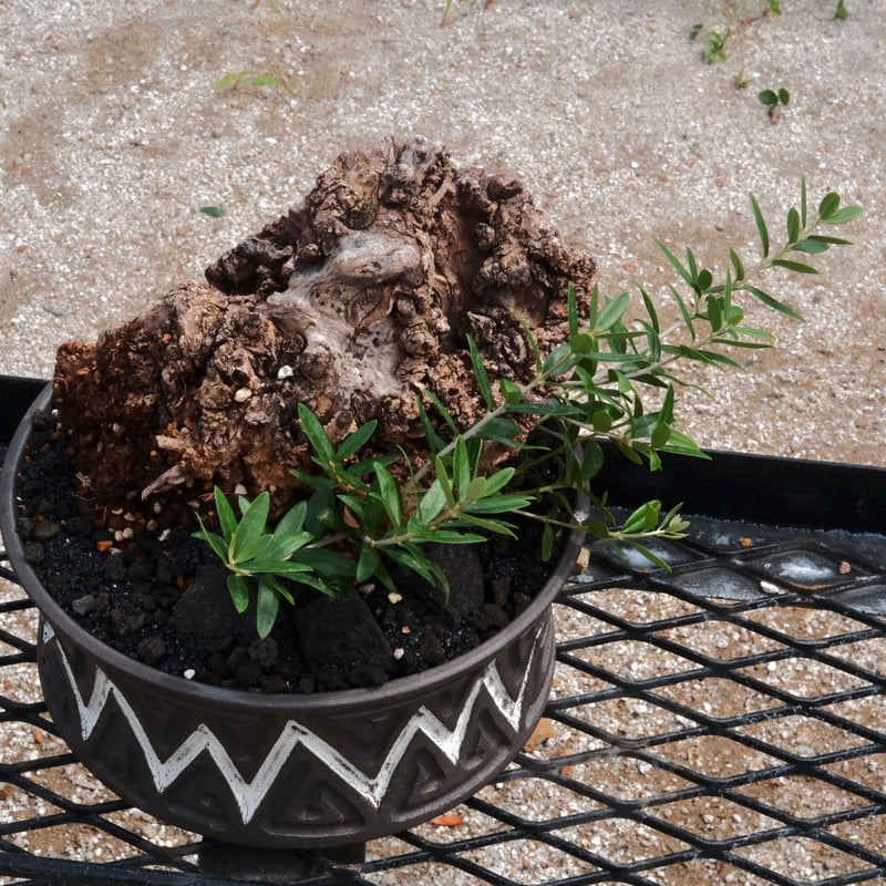 Old Olive 古木オリーブ［No.01］× 根本峻吾 作品【 S.N POT type.