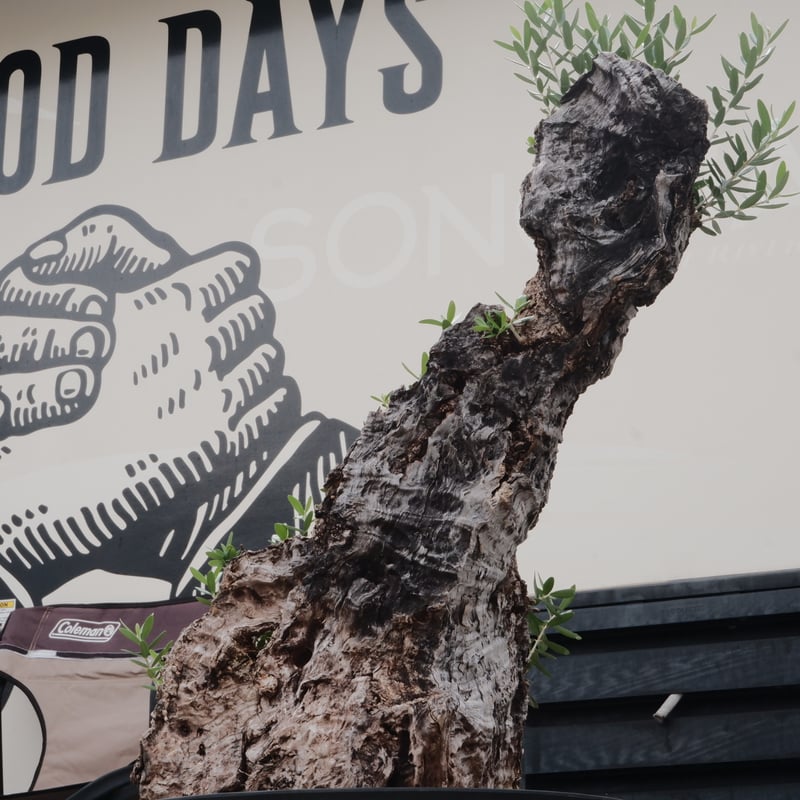 Old Olive 古木オリーブ［No.20］× 12号皿鉢 (φ36cm) | Botani