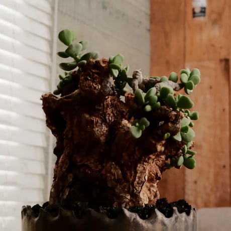 ケラリア ピグマエア［No.96］  ×   根本峻吾 作 S.N POT type.round「 鐡 - 黒焔 - 」4号 植木鉢 笠間焼