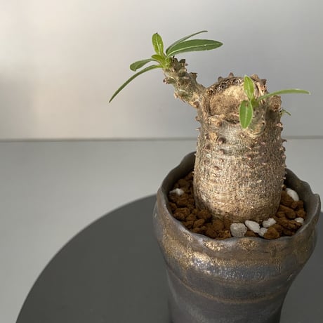 発根済 超チビ マカイエンセ 魔界玉 現地株 BG-144 × S.N.Pot - crown - 2号鉢 ［作家  "根本峻吾"］