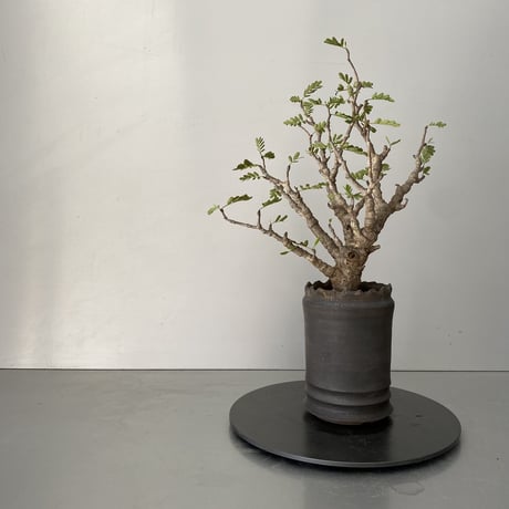 センナ  メリディオナリス  発根済 現地株 SE-02 × S.N.Pot - crown - 3号鉢
