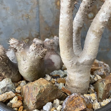 Madagascar Rock Garden - Yellow -［ No.3 ］