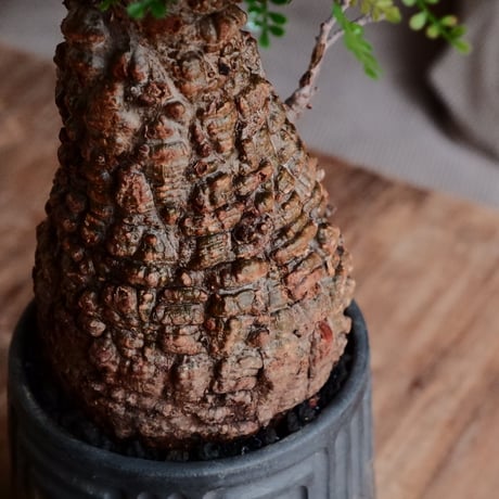 オペルクリカリア パキプス φ9.5cm［No.25］  ×  根本峻吾 作 S.N POT type.tall「 鐡 - kurogane - 」4号 植木鉢 笠間焼