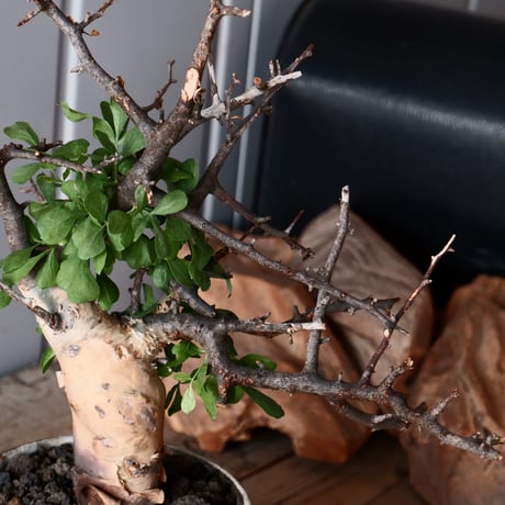 コミフォラ カタフ ピュア ソマリア産［No.11］× 根本峻吾 作品【 S.N POT type.slim「 雷電 / 月光 ver. 」4号 】  笠間焼 植木鉢