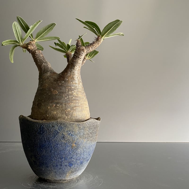 【良型】グラキリス 発根済 鉢なし 赤肌 良型】グラキリス 発根済 鉢なし 赤肌 【公式通販】