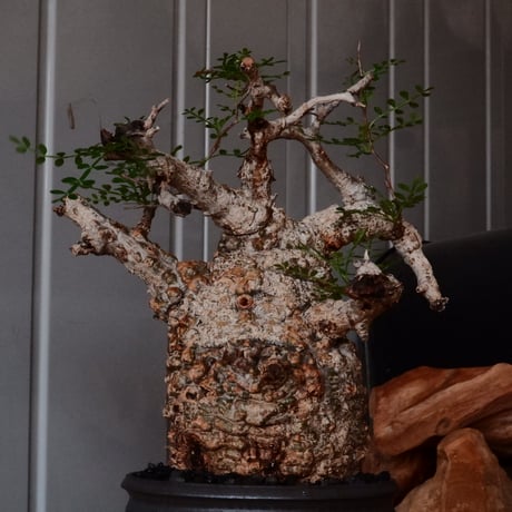 オペルクリカリア パキプス φ 11cm［No.23］  × 磯部祐介 作「 円 - 闇堕ち - "飛び鉋"」4号 植木鉢 笠間焼
